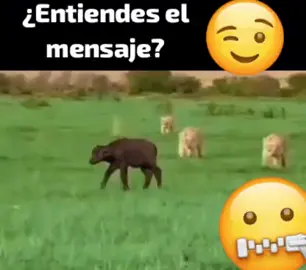 ¿Cuál es el mensaje?