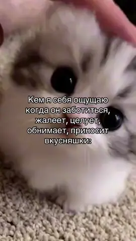 🥺❤️ #рекомендации #котики #популярное #fyp #elbruso 