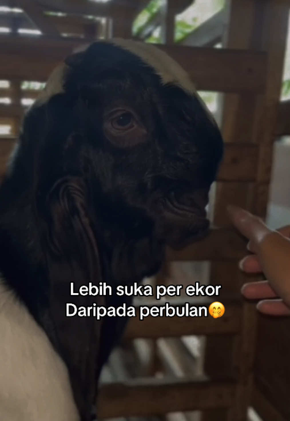 Harga kambing etawa per ekor berapa ya??🤭 #peternakmuda #sobatngaret #peternakankambingetawa #foryoupage #peternakmudaindonesia 