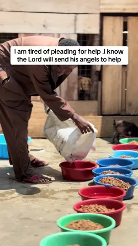 The world suffers when bad is left unchecked, but it suffers even more when good hearts stay silent. 🐾✨ Be the good today—help us feed our shelter dogs. Every donation counts. 🐶❤️ #ActNow #FeedTheDogs