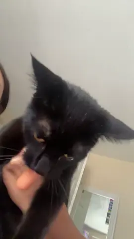 His greed sickens me #catsoftiktok #cat #car #cattok 