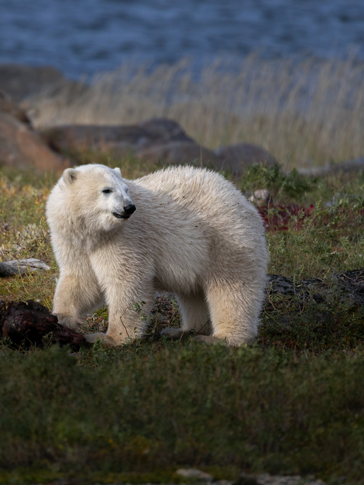 This 7th month old Polar Bear cub was my first encounter with Wild Bears during a trip in the far north. It was a very cool experience. Do you want to photograph Polar Bears? #explorepage #photography #bear #polarbear #wildlifephotography 