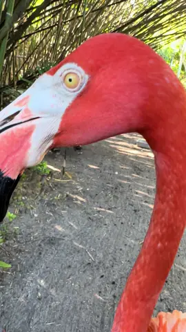 James hopes everyone has a good Thursday🦩 #james #flamingo #bird #birdsoftiktok #birds 