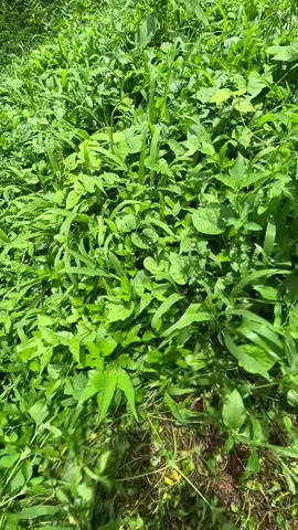 ngaganggu akar teh😭😭#peternakmuda #dombagarut #berkahjayatanifarm 