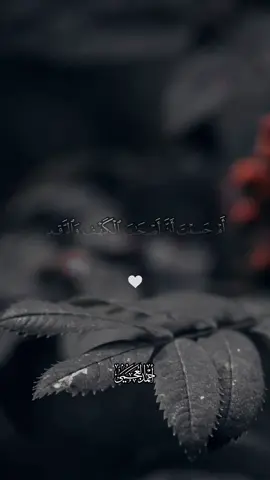 تلاوة من سورة الكهف #احمد_العجمي #قران #القران_الكريم #quran 