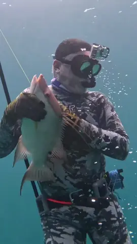The Biggest Fish Live in Caves #fishing #fisherman #spearfishing 