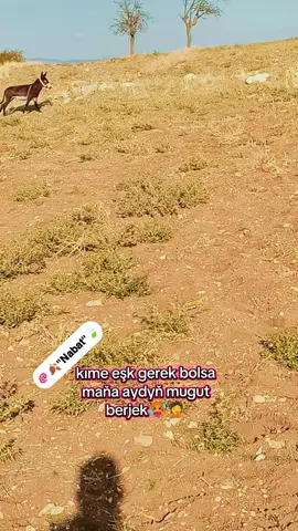yene gaçdy Eşek🥵#keşfet #