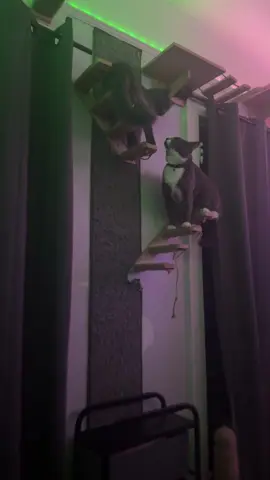 Shadow & Knight play time🙂‍↕️ #knight #shadow #catsoftiktok #catlife #fyp 