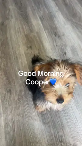 Good morning from Cooper 🐶☀️ He’s only 12 weeks old and already learning how to speak. Every day he’s picking up something new and surprising us with how smart he is. Big things coming from this little guy 🐾💛 - - - - - - - #yorkie #foryoupage #nails #puppy #dog 