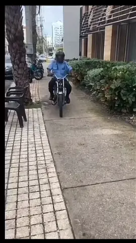 Siguen los ecito del gallo 