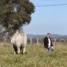 Pra quem disse que nelore é bravo veja isso 