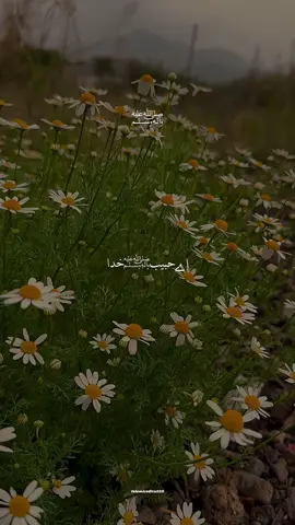 Rooh ul Ameen♥️|Friday Special🫀#unfreezmyaccount #tik_tok #viral #naatsharif #islamiceditz559 