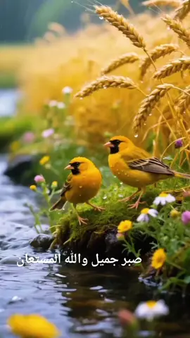 صبر جميل والله المستعان #follower #لعله_خير 