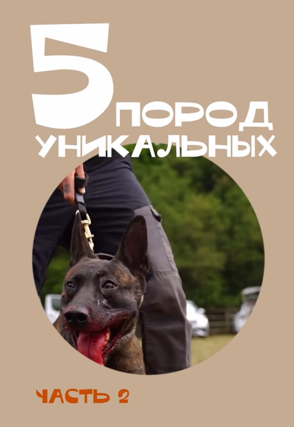 Уникальные?   #катахула #породы #редкиепороды 