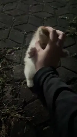 WKKWKW LUCU GEMES😭😭😭😭😭