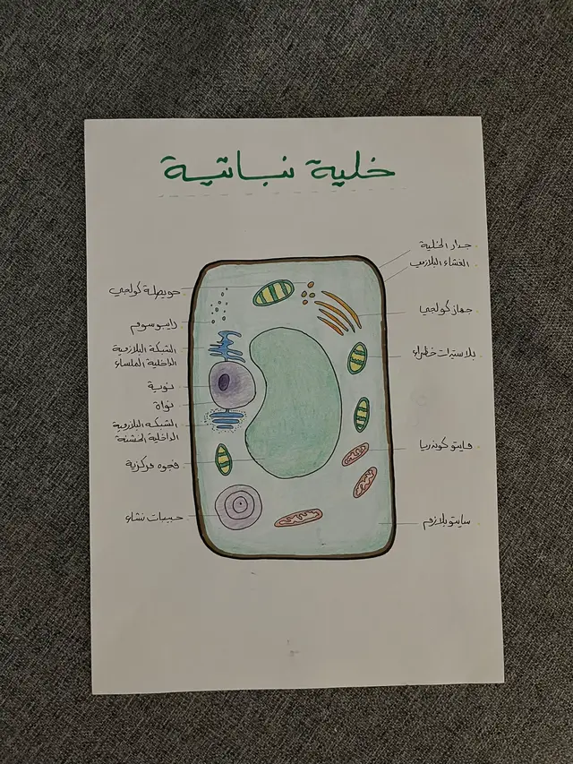 غلسو إذا اكو غلط املائي بس جنت لو أموت ما ارجع أعيد الكتابة  . . . . . . #fyppppppppppppppppppppppp #fy #study #دراسة #سادس 