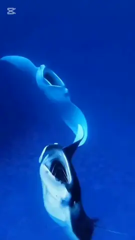 #music #ocean #Beutyful #music 