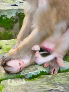MOm Monkey reject milk . make baby Cry louly in wild 1 #monkey #abandoned #wildilfe #animals #Abandoned #tinky