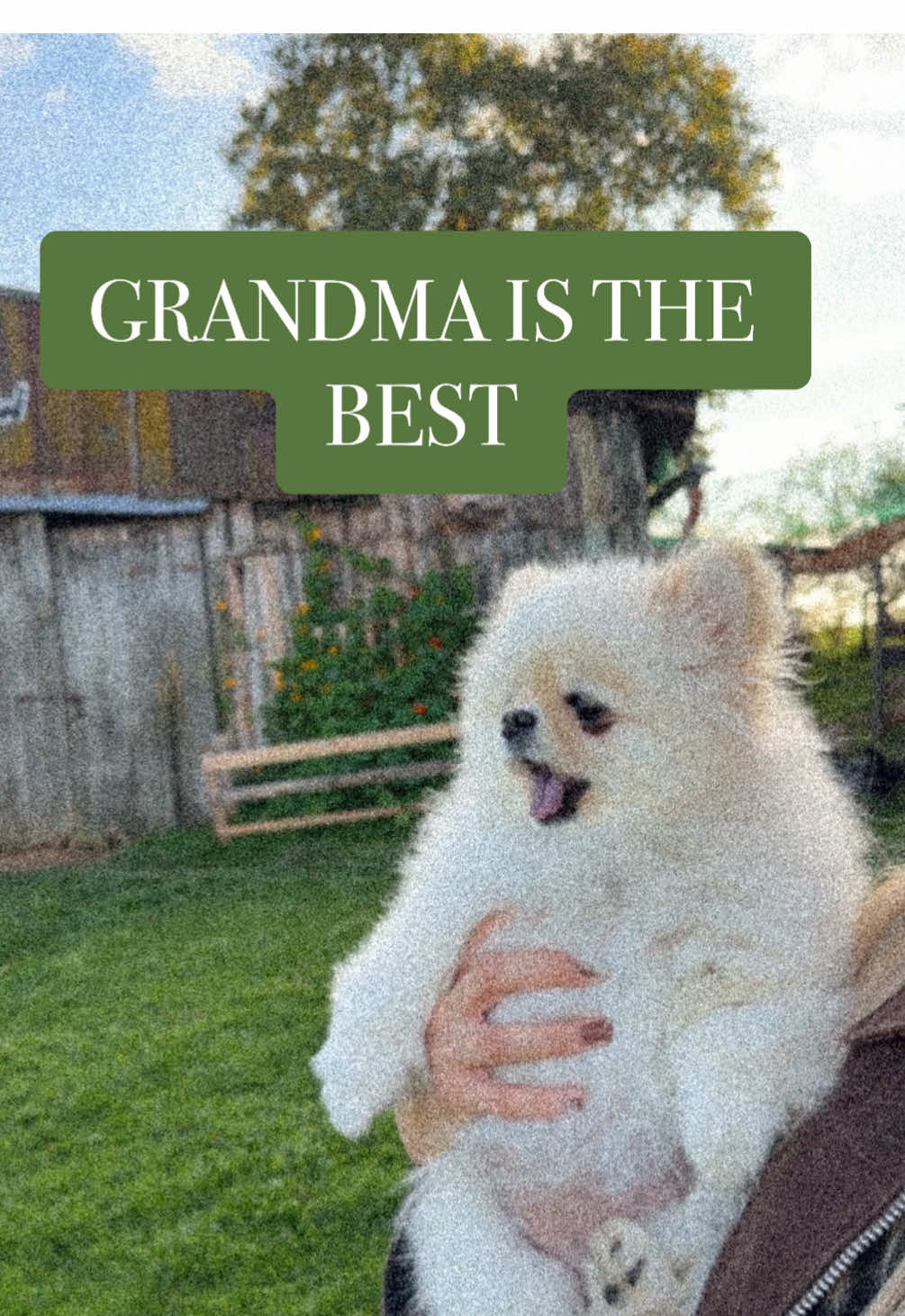 Thats true pain #pomeranian #pom #fyp #pov #grandma 