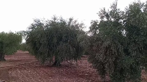 عفرين جنديرس مرونه تحتاني ❤️🫶😍  #يسعدلي__اوقاتڪۘم_حبايبي♥️🕊🙋‍♀️ 