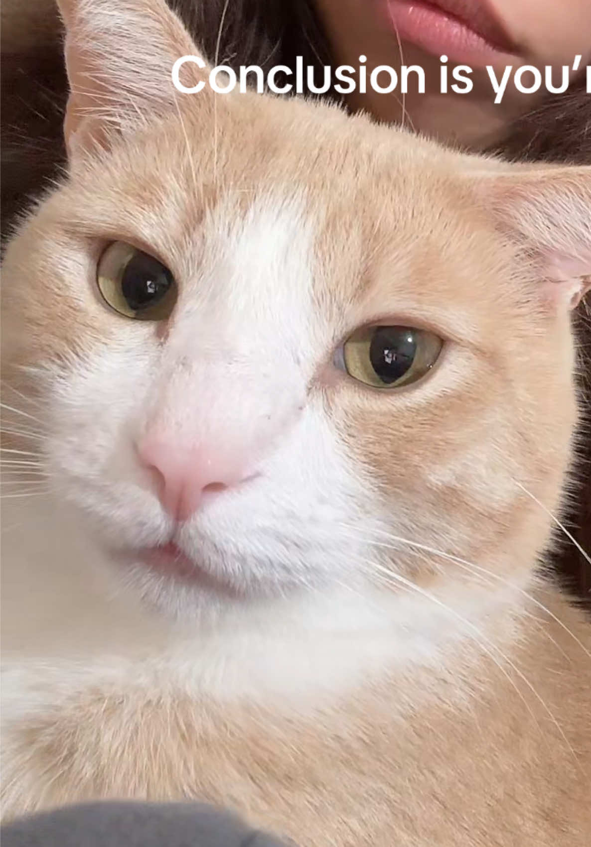 Cat said stinky #cat #sillycat 