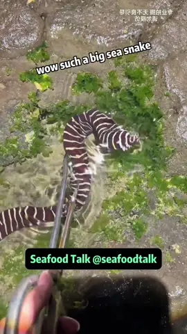 #sealife #beachlife #animals #LearnOnTikTok #seacreatures 