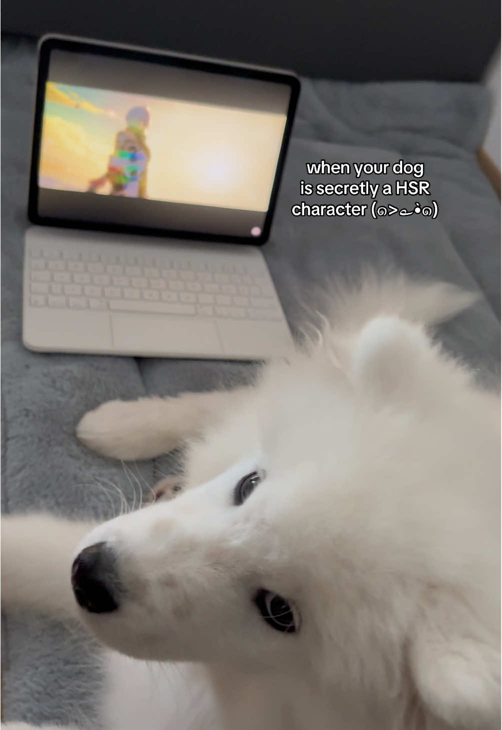 showing him the character everyone compares him to 🙂‍↕️ #samoyed #dogsoftiktok #samoyedpuppy #dogsoftiktokviral #phainon 