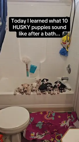 I would happily take every single one of them 🐶😭 #RoadTo19M #Pubity  (via ViralHog)