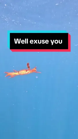 Well that was just hilarious 😂 was having the absolute best day of its life 🦀  Swimming crabs. Crabs that swim. Swimming crabs have two paddles as well as legs meaning that they will swim from place to place when ever they damn well feel like it 