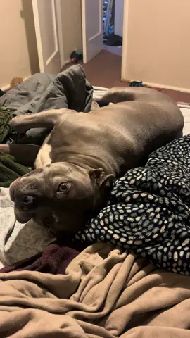 Pretty pittie princess 👑 #dogsoftiktok #pitbullsoftiktok #rescuedog #americanbully #LifeIsGood 