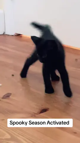 #blackcat 