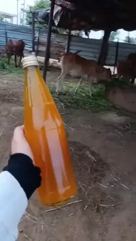 #سمن #بقر #🤍🥹🥹🥹🥹🥹🥹 