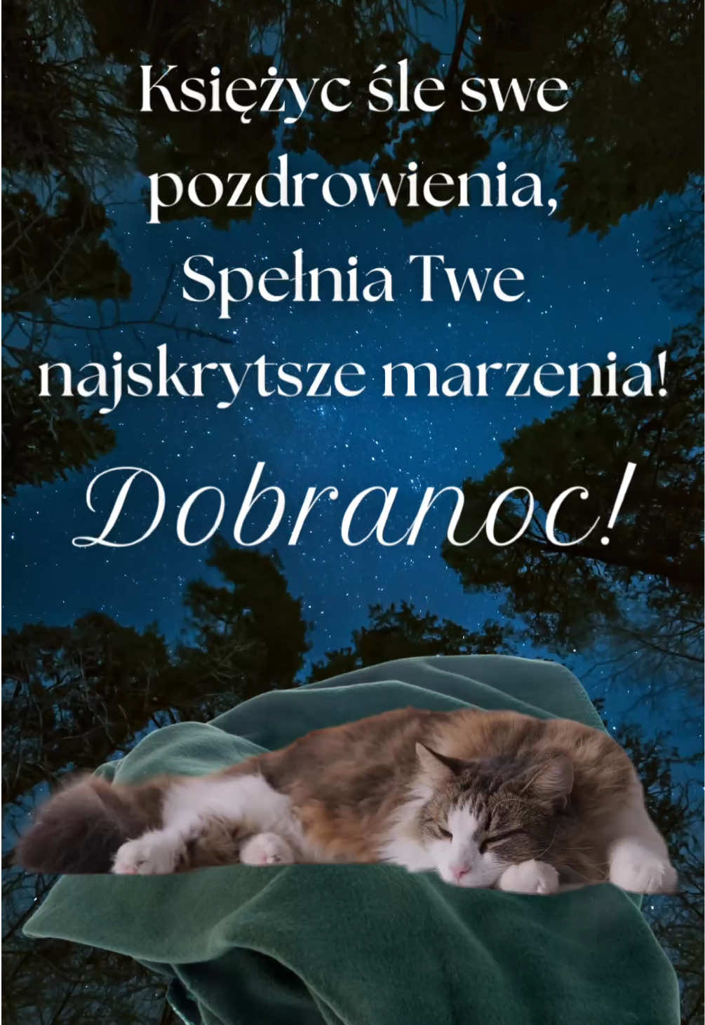 Miłego wieczoru Słoneczko! 😘❤️ #dobranoc #miłegowieczoru #śpijdobrze #kotek #kicia    