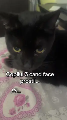 Dar copilul nr 1 le da clasa la amandoi🤣🤣🤣 ea nu greseste niciodata…eu ii dau indicatii gresite🤣🤣🤣 #sarcasm #happy #blondie #dog #cat #spoiled #black 