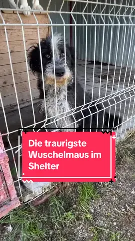 Aus dem Albtraum ins Leben: Giselle sucht ihr Zuhause Manchmal sieht man Bilder, die man nie wieder vergessen kann. So auch, als Giselle gefunden wurde: In einem verlassenen Schafstall – zwischen ihren Welpen… und den leblosen Körpern anderer Hundebabys. 🥀 Unsere tapfere Hundemama hat überlebt. Sie hat gekämpft. Für sich, für ihre fünf Welpen – und für die Hoffnung auf ein besseres Leben. Heute wartet Giselle im Shelter darauf, dass jemand ihr Herz erkennt. Sie ist etwa 5 Jahre alt, mittelgroß, sanft, ruhig und so unglaublich freundlich. Ein halbes Ohr und eine halbe Rute wurden ihr grausam genommen – doch ihr Strahlen, ihre Liebe, ihr Vertrauen sind geblieben. ✨ Während ihre Welpen gute Chancen haben, übersehen viele Menschen die Mamas. Dabei ist Giselle eine, die man einfach lieben muss: ausgeglichen, treu, leinenführig und voller Sanftmut. Sie braucht kein großes Abenteuer – nur Menschen, die ihr zeigen, dass sie nie wieder allein sein muss. 🏡 Giselle ist bereit für ihr Für-immer-Zuhause. Wer schenkt dieser einzigartigen Hündin endlich das Glück, das sie so sehr verdient? 📩 Melde dich, wenn Giselle dein Herz berührt hat. #Hundevermittlung #Tierschutzhund #AdoptDontShop #PflegestelleGesucht #Hundeliebe 