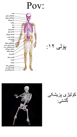 خۆشیشە🦦 #kurd #fyp #poli12 #university #medicine 