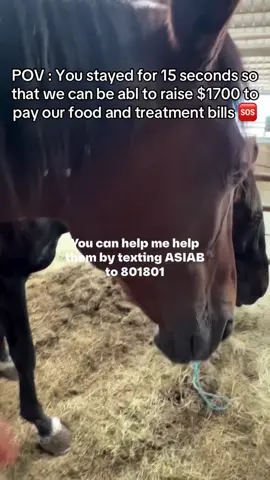 POV : You stayed for 15 seconds so that we can be abl to raise $1700 to pay our food and treatment bills 🆘#horsesoftiktok #fyyyyyyyyyyyyyyyy #horses #100kviews #animation 
