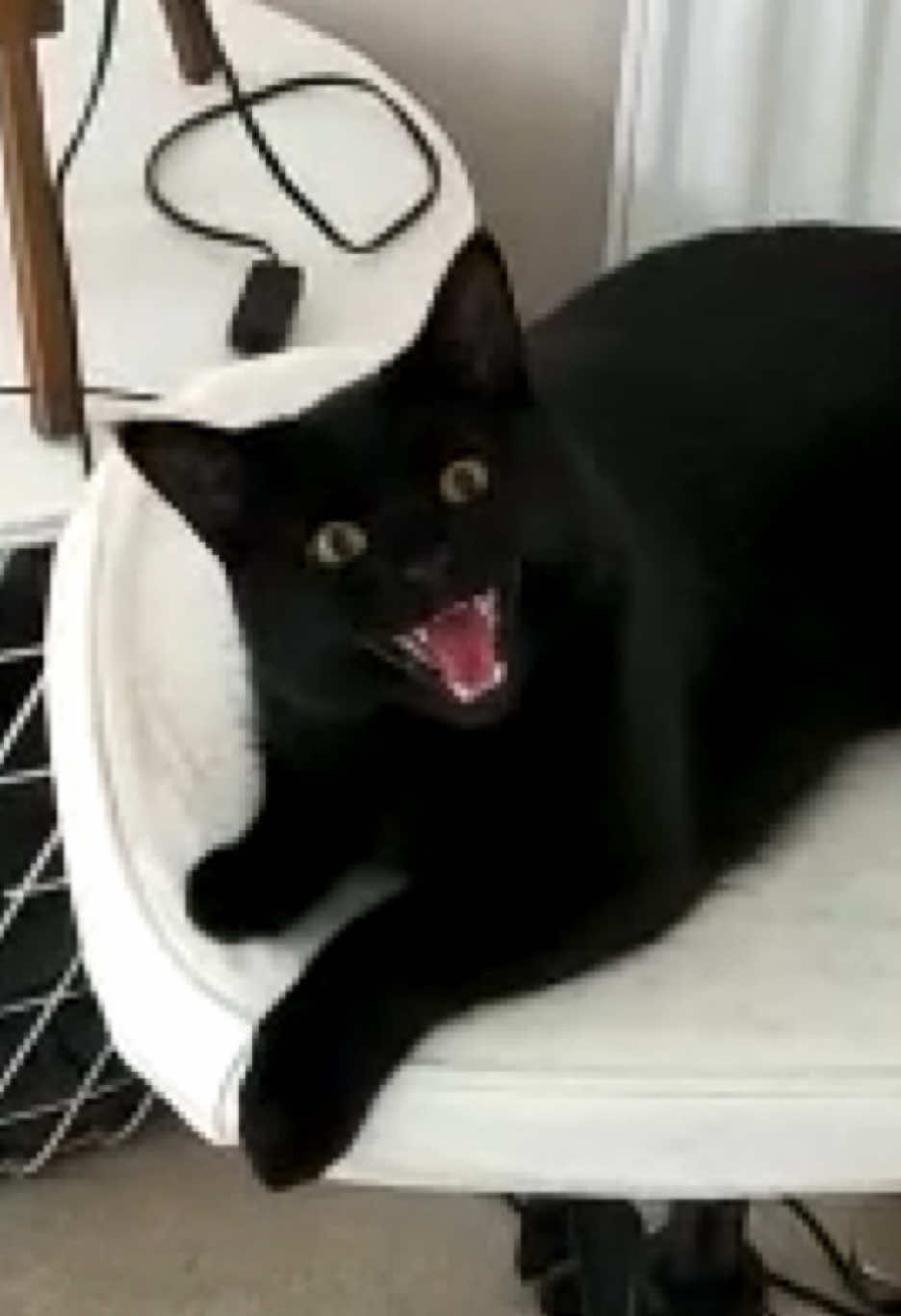 I forgot he was this squeaky 😁😁❤️❤️ Does anyone else's cat make this noise 😅😅❤️ #blackcat #loud #meowmeow #cat #catsoftiktok 