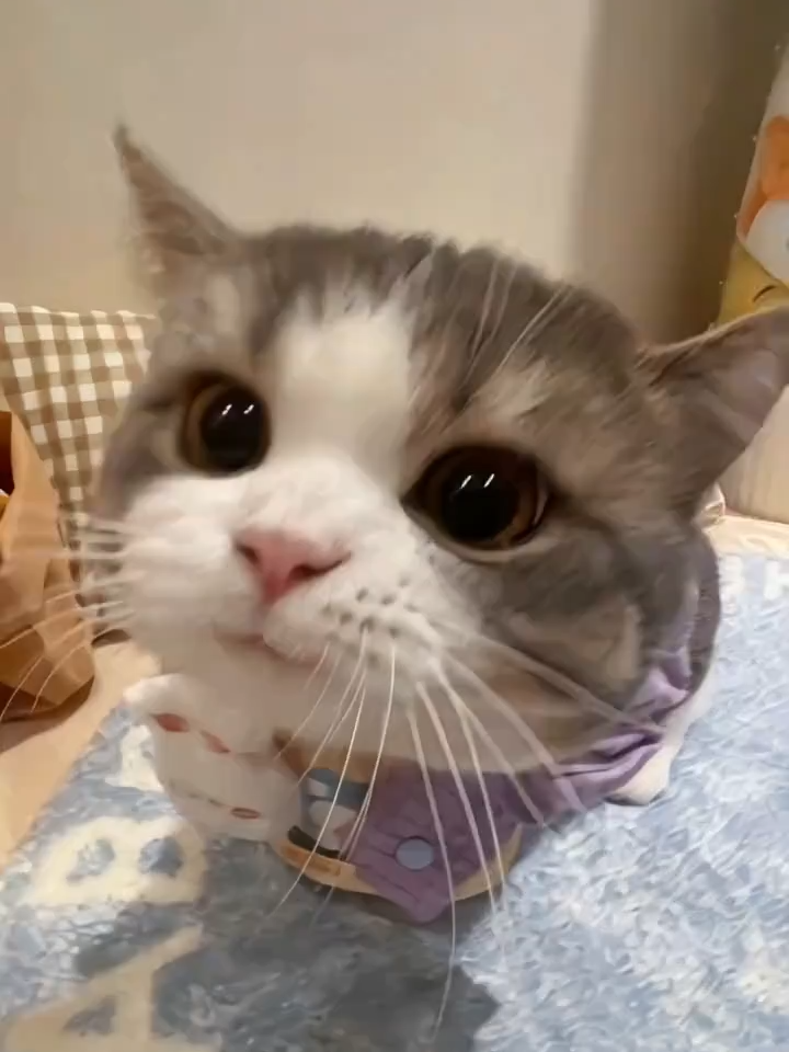 Funny Cat!#CutePets #CutePet #cutepets #Cura #Planodeestreiadeanimaldeestimaçãofofo