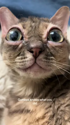 Only 21 days left to get a Gumble Bee plushie! Linked in my bio 🥰 #cat #cutecat #rescuecat #tiktokcats #funnycat 