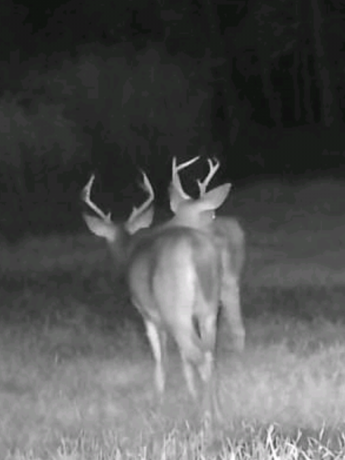 Video Sent in by a longtime customer who bought the juice last week. Proof is in the Juice. @lizardhillbones 