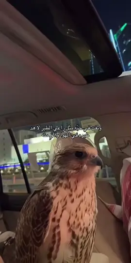 #اكسبلورexplore #طير #الرياض #حايل 