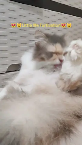 Daily Dose of  Life's Furrtivation #tiktok #viral #trending #cat #motivation 