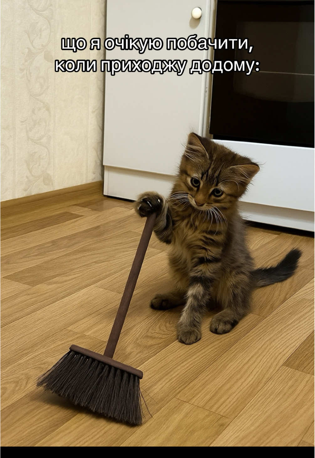 очікування не співпадають з реальністю😄 #cat #catsoftiktok #кіт #funny #cutecat 