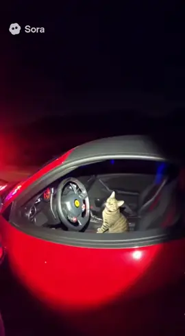 Cat caught going 140 in a 55 #cats #cops #gpt #fyp #funny 