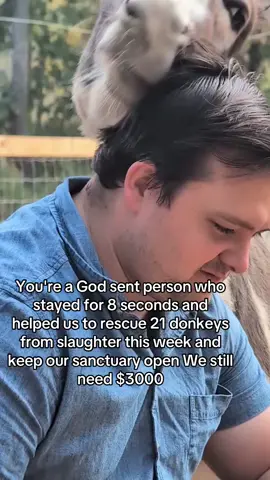 Your help is our hope #equine #ponylove #donkeysoftiktok #fyp #equinesofinstagram 