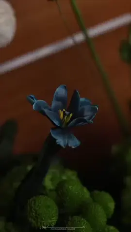 أول هـنا .. أول ضـنا 🤍
