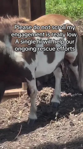 Please do not scroll my #engagement is really low. A single hi will help our ongoing rescue efforts#horsetiktokforyourpage #100kviews #helpanimalshelters #fentysuperbrandday 