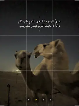 #عطايا_الله🐪 #هواجيس_الليل #نياق🐪 #ماشاءالله❤️ #جفران_المري لايكك.💐