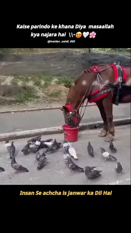Animals are better than Humans 🥹❤️‍🩹 #1millionauditon #islam #foryoupage❤️❤️ #islamic_video #1millionauditon #islam #foryoupage❤️❤️ #islamic_video #1millionauditon #islam #foryoupage❤️❤️ #islamic_video #1millionauditon #islam #foryoupage❤️❤️ #islamic_video #1millionauditon #islam #foryoupage❤️❤️ #islamic_video #1millionauditon #islam #foryoupage❤️❤️ #islamic_video #1millionauditon #islam #foryoupage❤️❤️ #islamic_video 